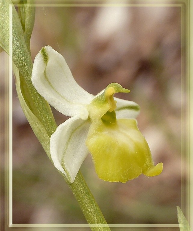 Ophrys holosericea subsp. holosericea (Apocromia)